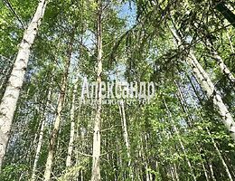 Участок 13 сот.