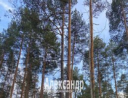 Участок 12 сот.