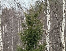 Участок 18.2 сот.