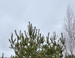 Участок 18 сот.