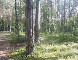 Участок 15 сот.